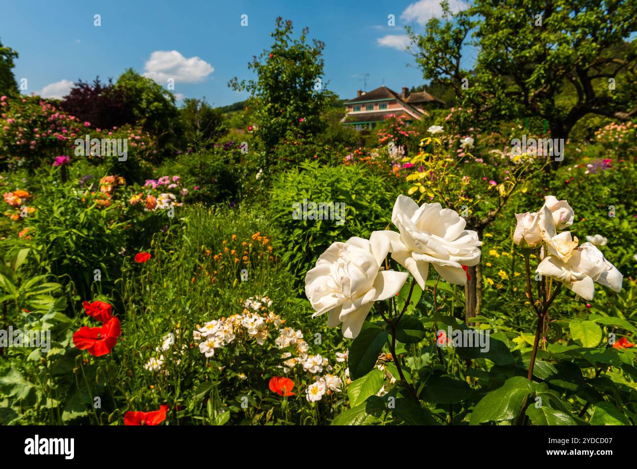 Bush von wunderschönen Rosen im Garten Stockfoto