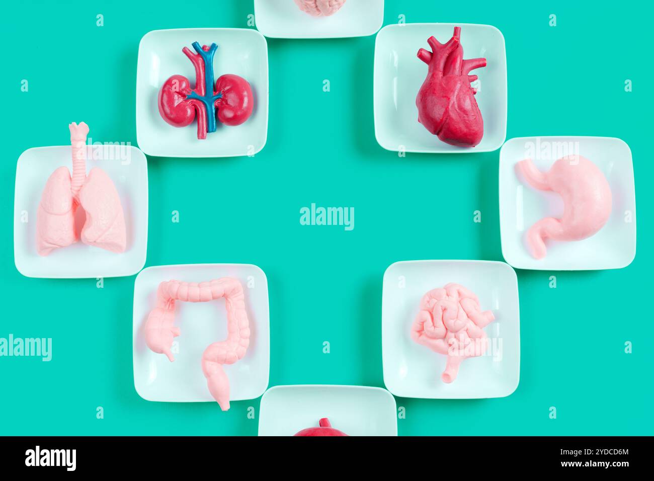 Farbenfrohe anatomische Modelle menschlicher Organe auf weißen Platten vor leuchtendem türkisfarbenem Hintergrund für Bildungszwecke. Stockfoto