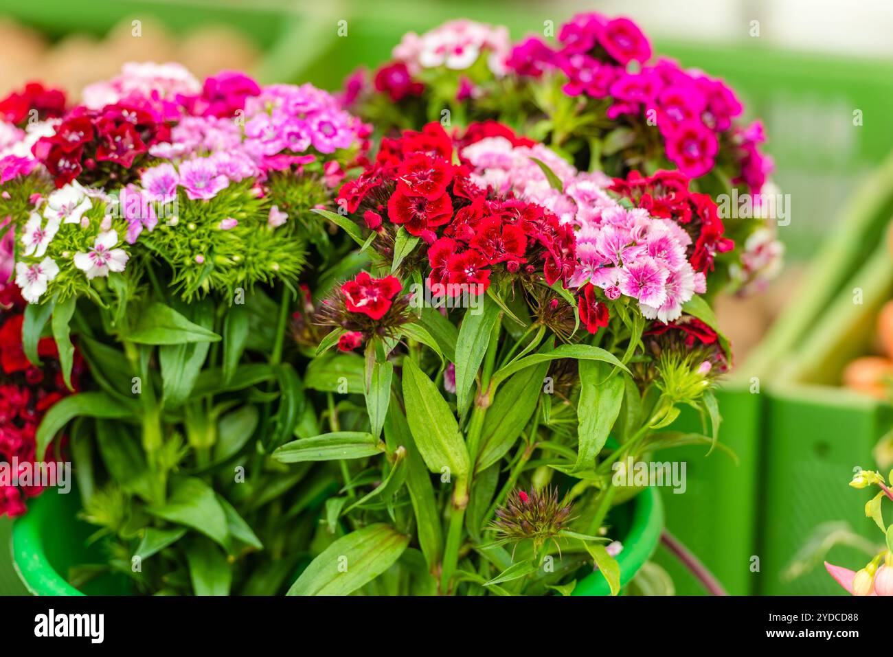 Wunderschöne Nelkenblumen auf einem europäischen Markt Stockfoto