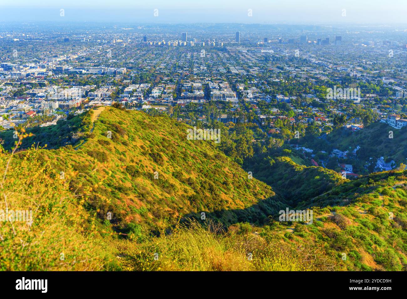 Atemberaubendes Panorama vom Runyon Canyon mit üppigen Hügeln und weitläufigem Blick auf Wohngebiete und die Skyline der Innenstadt von Los Angeles. Stockfoto