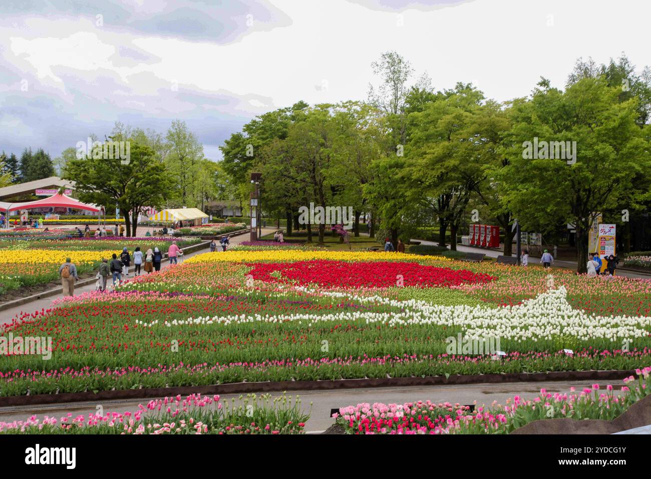 Die Stadt Tonami ist einer der führenden Hersteller von Tulpenzwiebeln. Das jährliche Tulpenfest findet jedes Jahr von Ende April bis Anfang Mai im Tonami Tulip Park statt. Die Tulpenmesse zeigt etwa 3 Millionen Tulpen, die in 600 verschiedenen Sorten in verschiedenen Farben und Sorten blühen, die bis ins Auge gefasst werden. Auf der Messe gab es einen 5 Meter hohen Tulpenbaum, schwimmende Tulpenschoten im Wasser, eine Tulpenförmige Aussichtsplattform, eine riesige Tulpenmauer und Gärten im niederländischen Stil. Das Hauptblumenbeet ist mit 210.000 Tulpen gefüllt, die alle in der Region angebaut werden. Das Festival zieht jährlich Tausende von Besuchern an Stockfoto