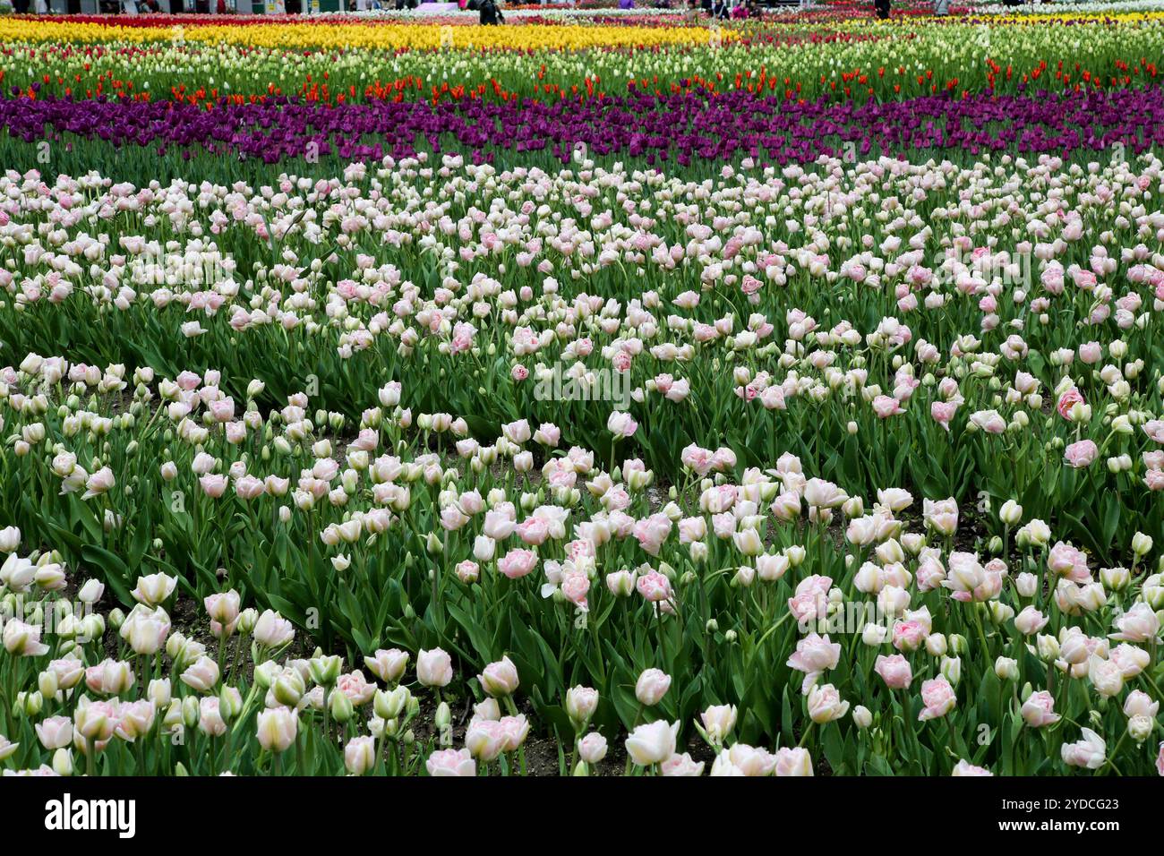 Die Stadt Tonami ist einer der führenden Hersteller von Tulpenzwiebeln. Das jährliche Tulpenfest findet jedes Jahr von Ende April bis Anfang Mai im Tonami Tulip Park statt. Die Tulpenmesse zeigt etwa 3 Millionen Tulpen, die in 600 verschiedenen Sorten in verschiedenen Farben und Sorten blühen, die bis ins Auge gefasst werden. Auf der Messe gab es einen 5 Meter hohen Tulpenbaum, schwimmende Tulpenschoten im Wasser, eine Tulpenförmige Aussichtsplattform, eine riesige Tulpenmauer und Gärten im niederländischen Stil. Das Hauptblumenbeet ist mit 210.000 Tulpen gefüllt, die alle in der Region angebaut werden. Das Festival zieht jährlich Tausende von Besuchern an Stockfoto