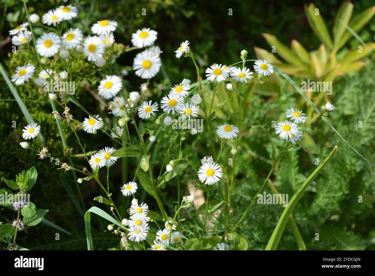 Wunderschöne, farbenfrohe Natur. Ungewöhnliche kleine Blüten, ähnlich Gänseblümchen mit grünen Blättern, beleuchtet von Sonnenstrahlen. Stockfoto