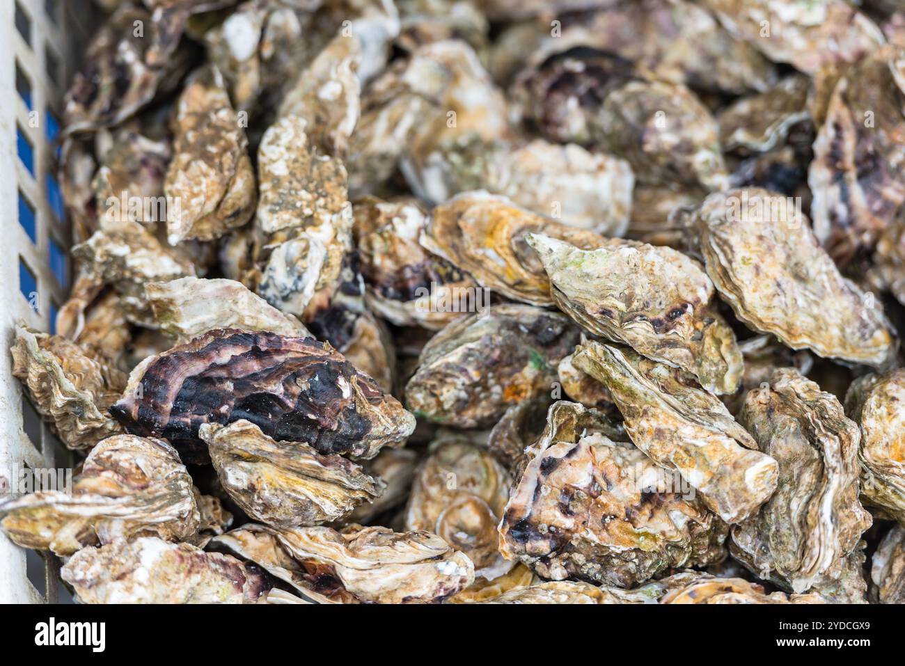 Austern Markt in Cancale, Frankreich Stockfoto