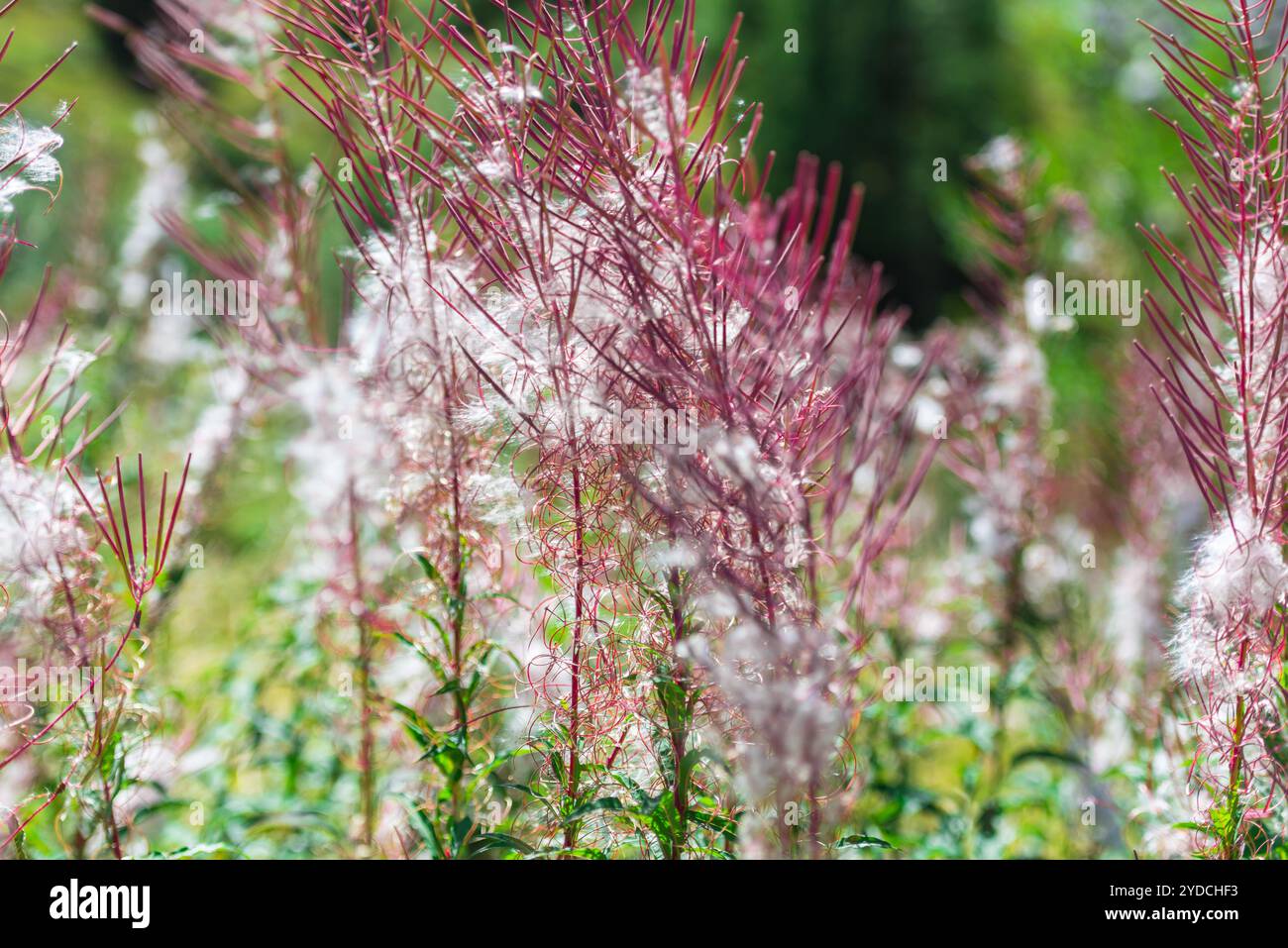 Flauschige rosa feuerweed Blumen Stockfoto