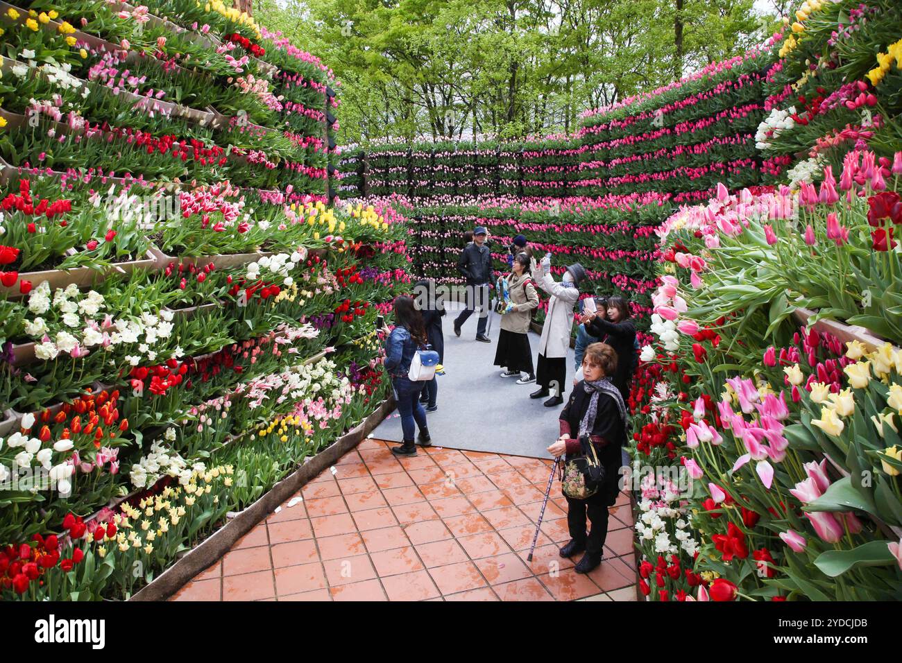 Die Stadt Tonami ist einer der führenden Hersteller von Tulpenzwiebeln. Das jährliche Tulpenfest findet jedes Jahr von Ende April bis Anfang Mai im Tonami Tulip Park statt. Die Tulpenmesse zeigt etwa 3 Millionen Tulpen, die in 600 verschiedenen Sorten in verschiedenen Farben und Sorten blühen, die bis ins Auge gefasst werden. Auf der Messe gab es einen 5 Meter hohen Tulpenbaum, schwimmende Tulpenschoten im Wasser, eine Tulpenförmige Aussichtsplattform, eine riesige Tulpenmauer und Gärten im niederländischen Stil. Das Hauptblumenbeet ist mit 210.000 Tulpen gefüllt, die alle in der Region angebaut werden. Das Festival zieht jährlich Tausende von Besuchern an Stockfoto