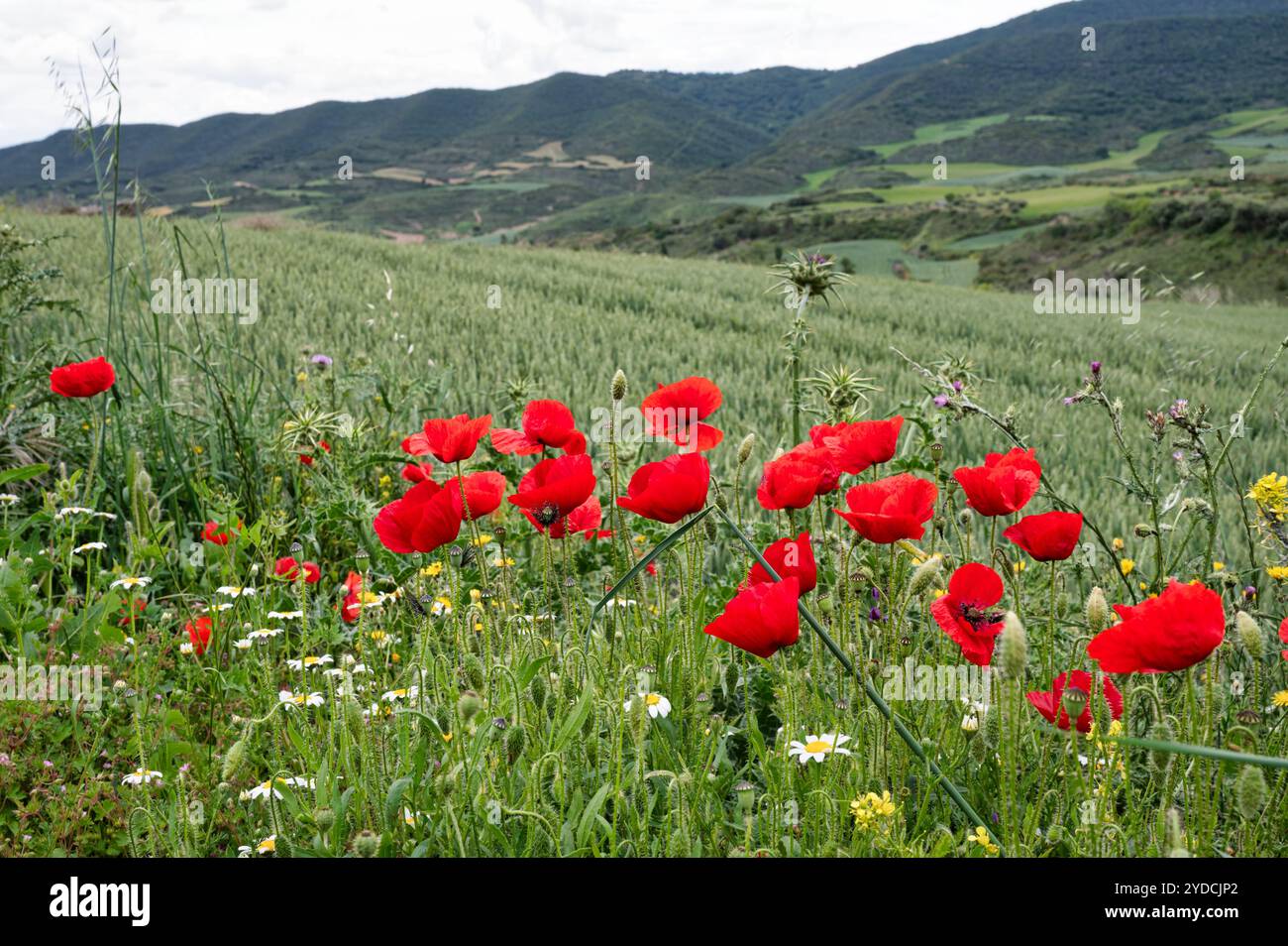 Mohn und andere Wildblumen, die entlang des Camino Trail in nordspanien wachsen Stockfoto