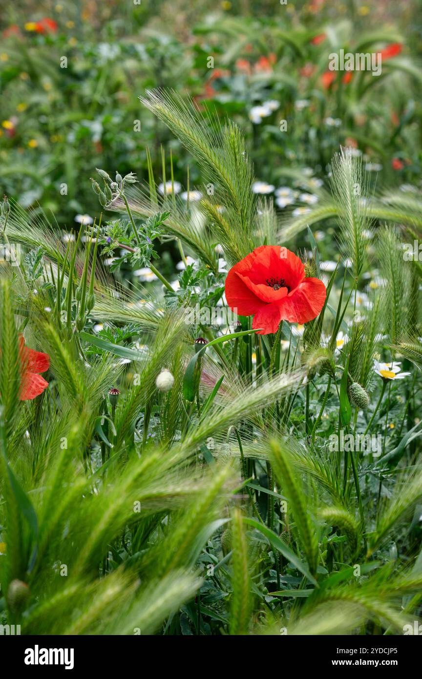 Mohn und andere Wildblumen, die entlang des Camino Trail in nordspanien wachsen Stockfoto
