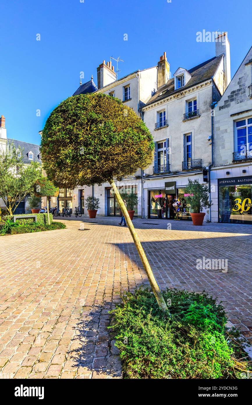 Kleiner, dekorativer Buchsbaum, der nach einem Unfall am schlimmsten getragen wird - Tours, Indre-et-Loire (37), Frankreich. Stockfoto