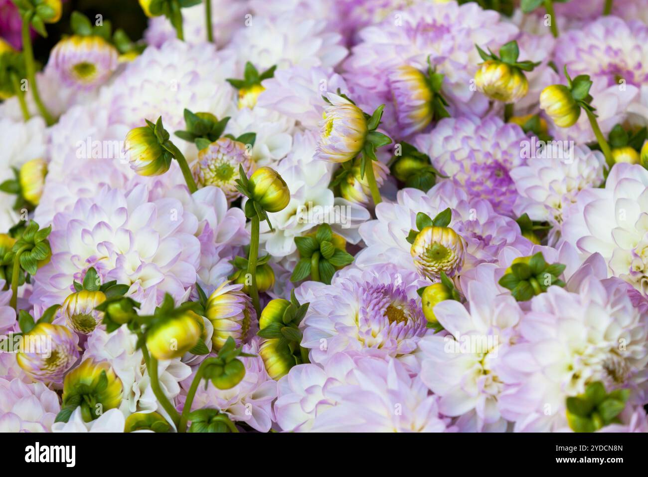 Schöne dahlien Blumen close up Hintergrund Stockfoto