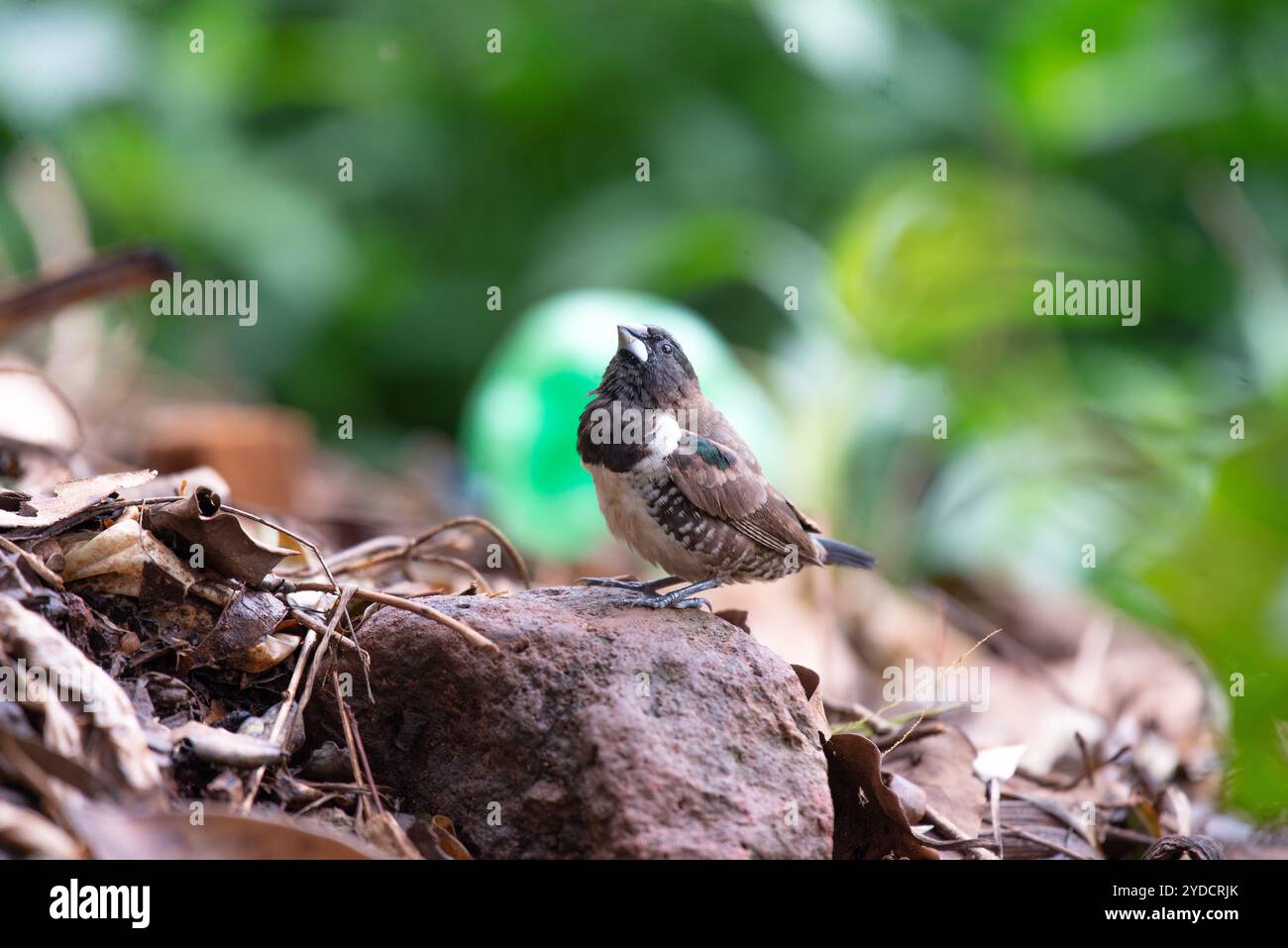 BRONZE MANNIKIN -Lonchura cucullata - Kasangati, Kampala Uganda Stockfoto