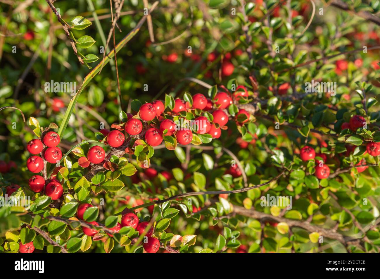 Rote Beeren von Wall Cotoneaster (Cotoneaster horizontalis), die in einem Steinbruch aus Kalkstein am Prt. Eynon Point, Gower, Wales, Großbritannien wachsen Stockfoto