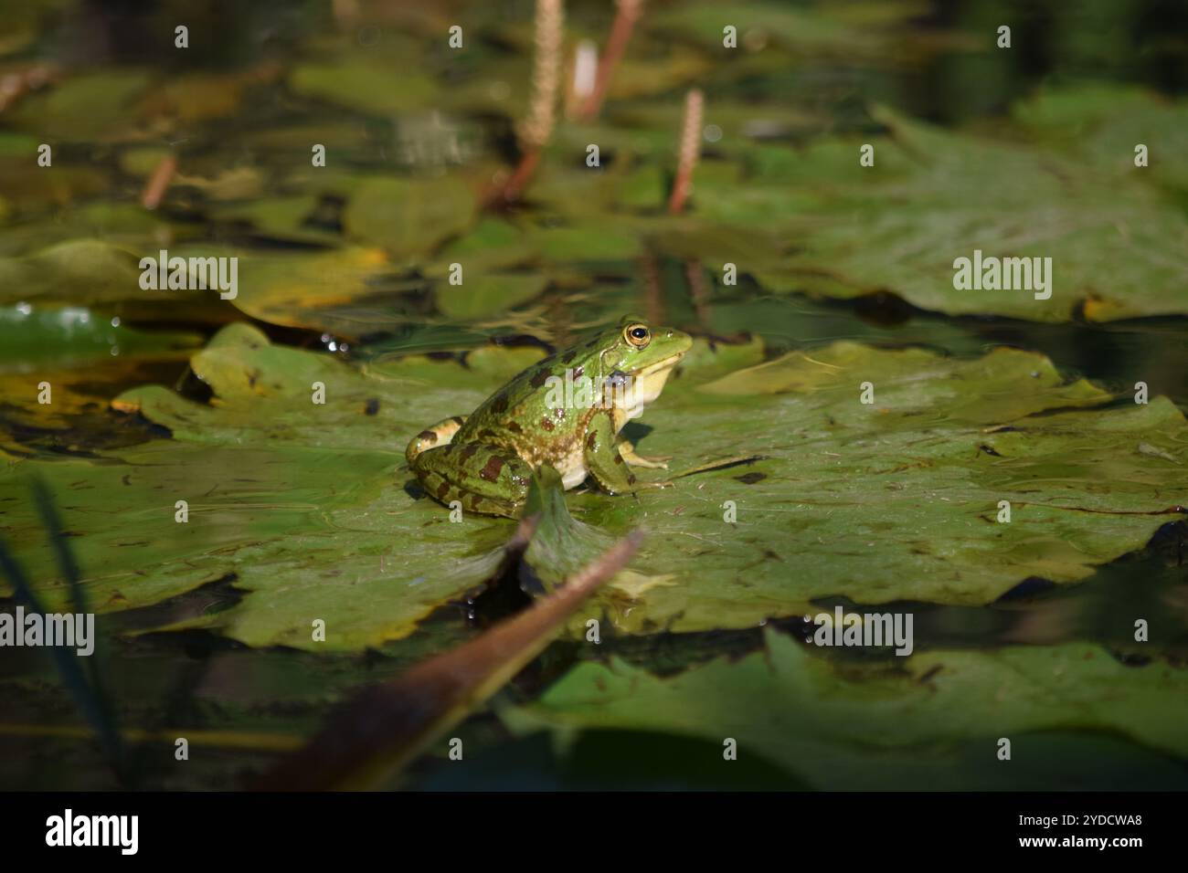 Wasserfrosch der Levante (Pelophylax bedriagae), Gazelle-Tal, Jerusalem, Israel Stockfoto