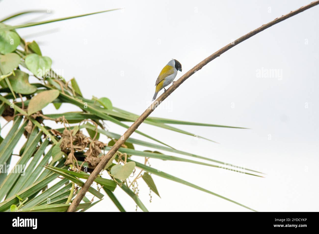 OLIVEBACK ( Nesocharis ansorgei ) R-RR in - Kyanja - Kampala Uganda Stockfoto