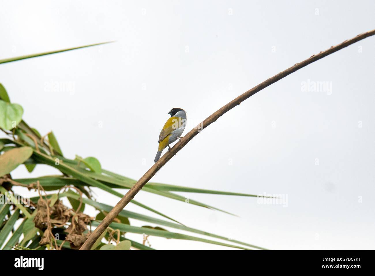 OLIVEBACK ( Nesocharis ansorgei ) R-RR in - Kyanja - Kampala Uganda Stockfoto