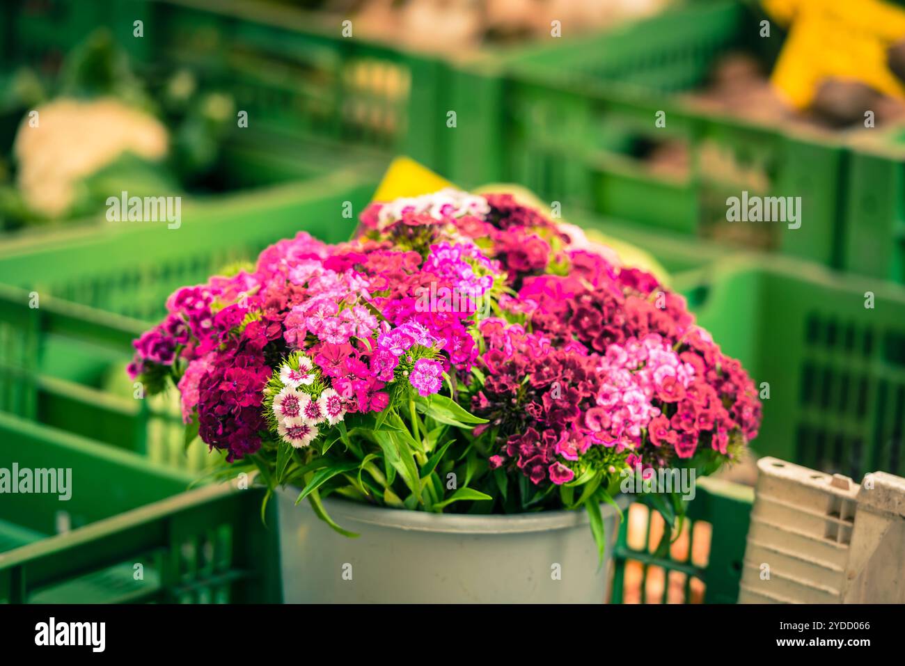 Wunderschöne Nelkenblumen auf einem europäischen Markt Stockfoto