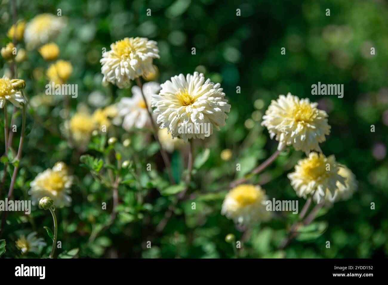 chrysantheme multiflora Ellen White auf Blumenbeet Stockfoto