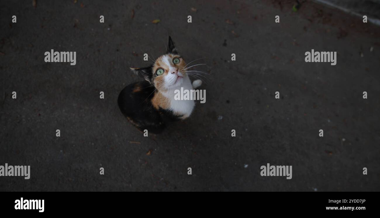 Eine streunende Katze auf der Straße in Tel Aviv, Israel, am 12. Oktober 2024. Foto: Raquel G. Frohlich. Stockfoto