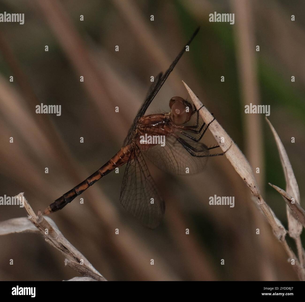 Little Blue Dragonlet (Erythrodiplax minuscula) Stockfoto