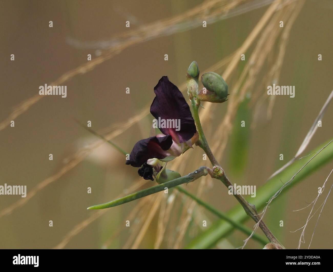 Violette Buschbohne (Macroptilium atropurpureum) Stockfoto