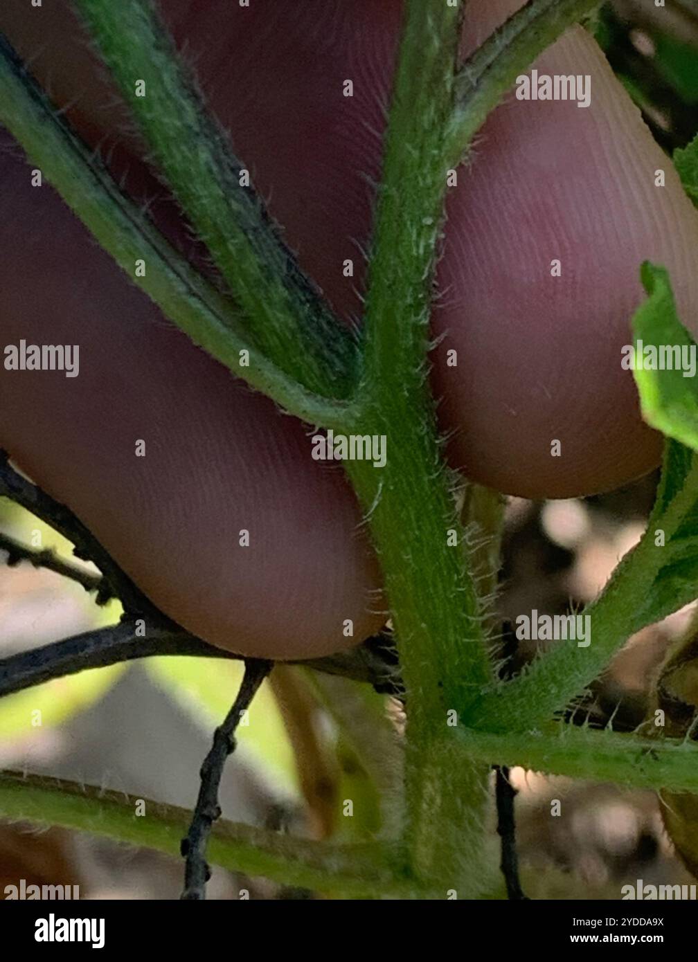 Ostküste Dünen-Sonnenblumen (Helianthus debilis debilis) Stockfoto