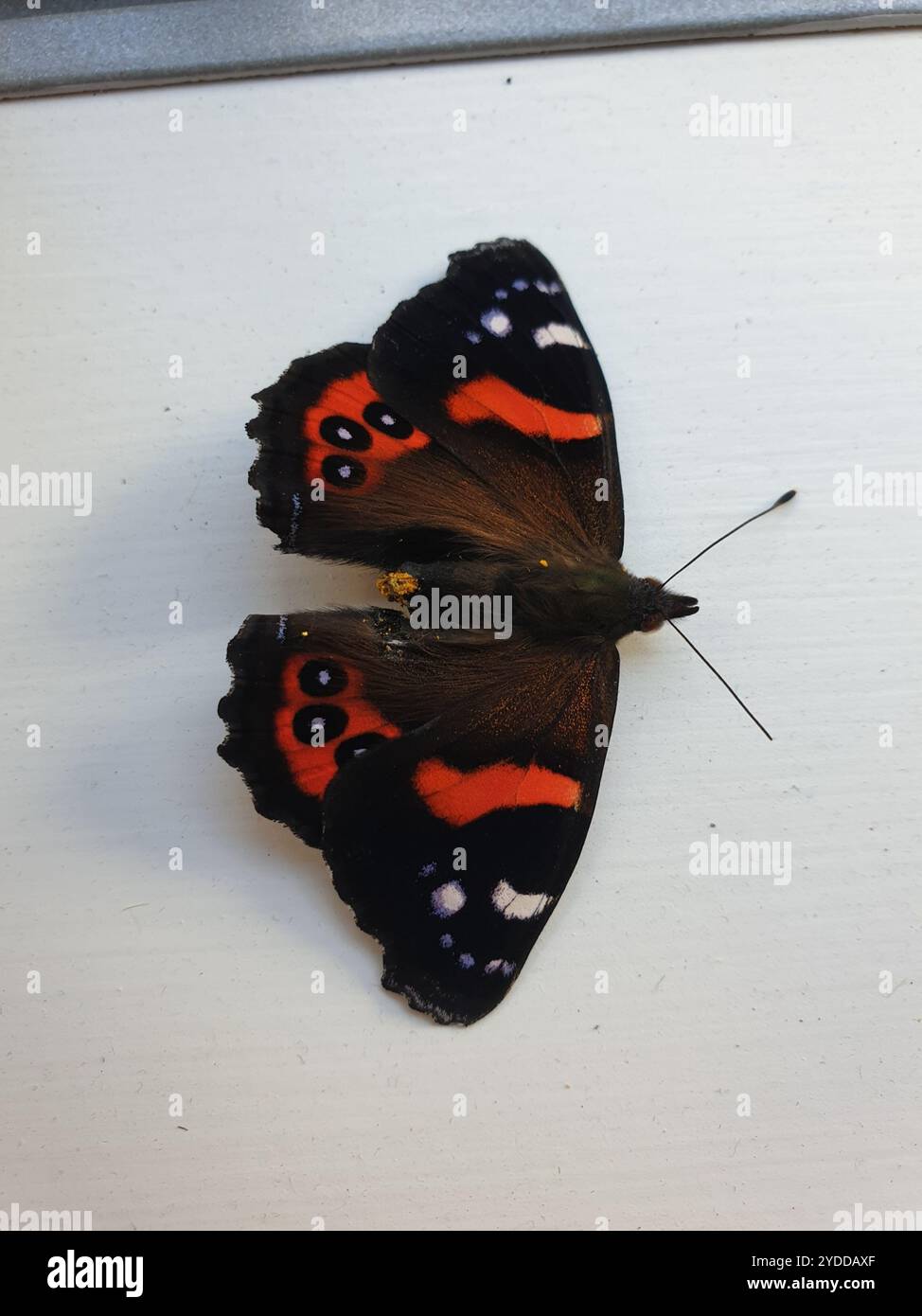 Neuseeland Roter Admiral (Vanessa gonerilla gonerilla) Stockfoto