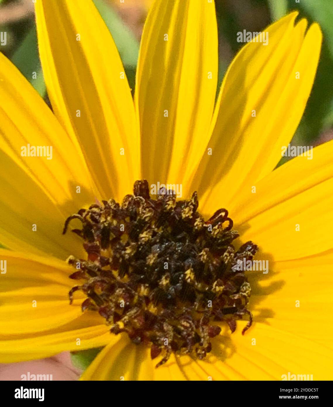 Ostküste Dünen-Sonnenblumen (Helianthus debilis debilis) Stockfoto
