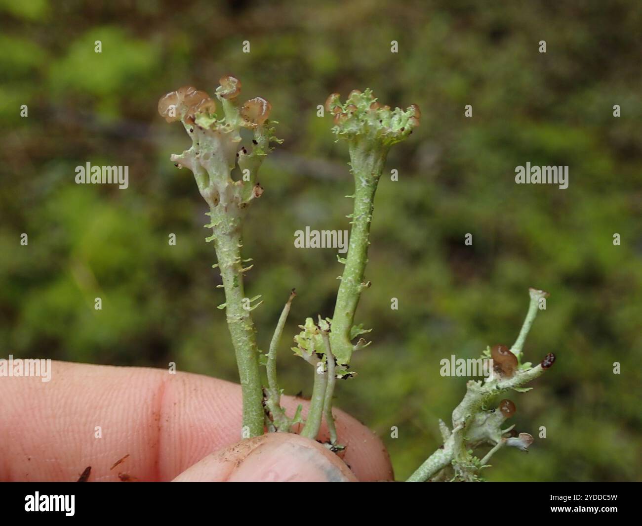 Gebräunte Pixie Flechten (Cladonia gracilis turbinata) Stockfoto