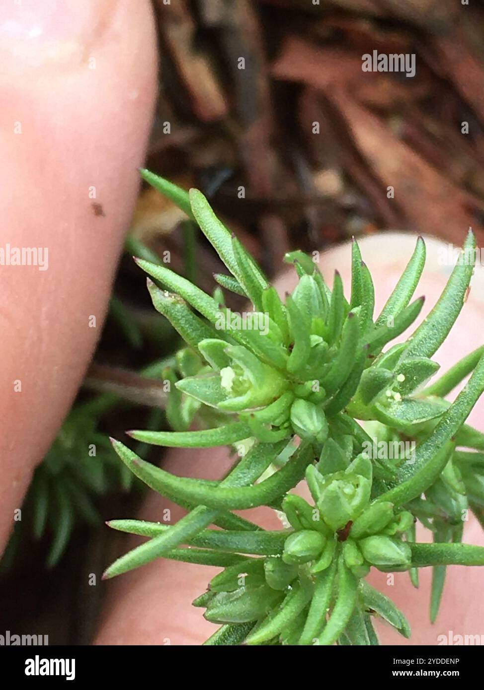 Knawel jährlich (Scleranthus annuus) Stockfoto