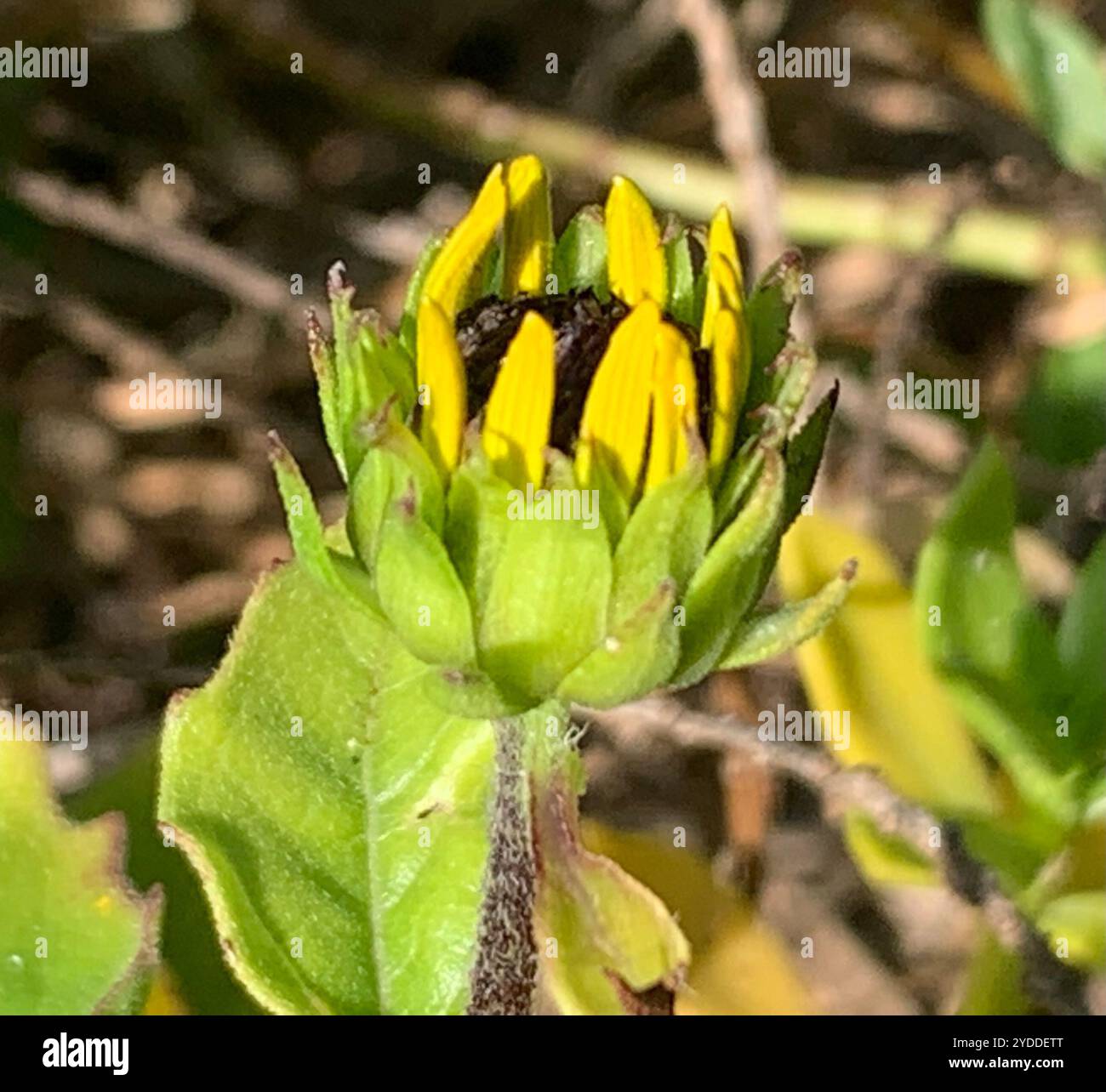 Ostküste Dünen-Sonnenblumen (Helianthus debilis debilis) Stockfoto