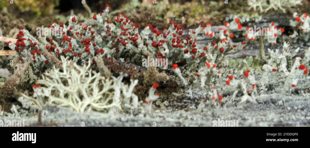 Britische Soldatenflechte (Cladonia cristatella) Stockfoto