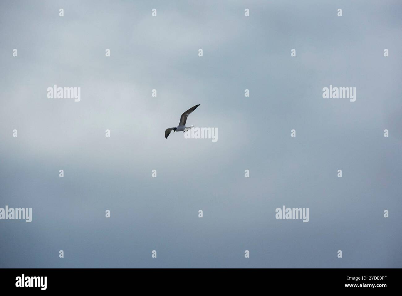 Vögel fliegen im Francois Peron National Park, Western Australia Stockfoto