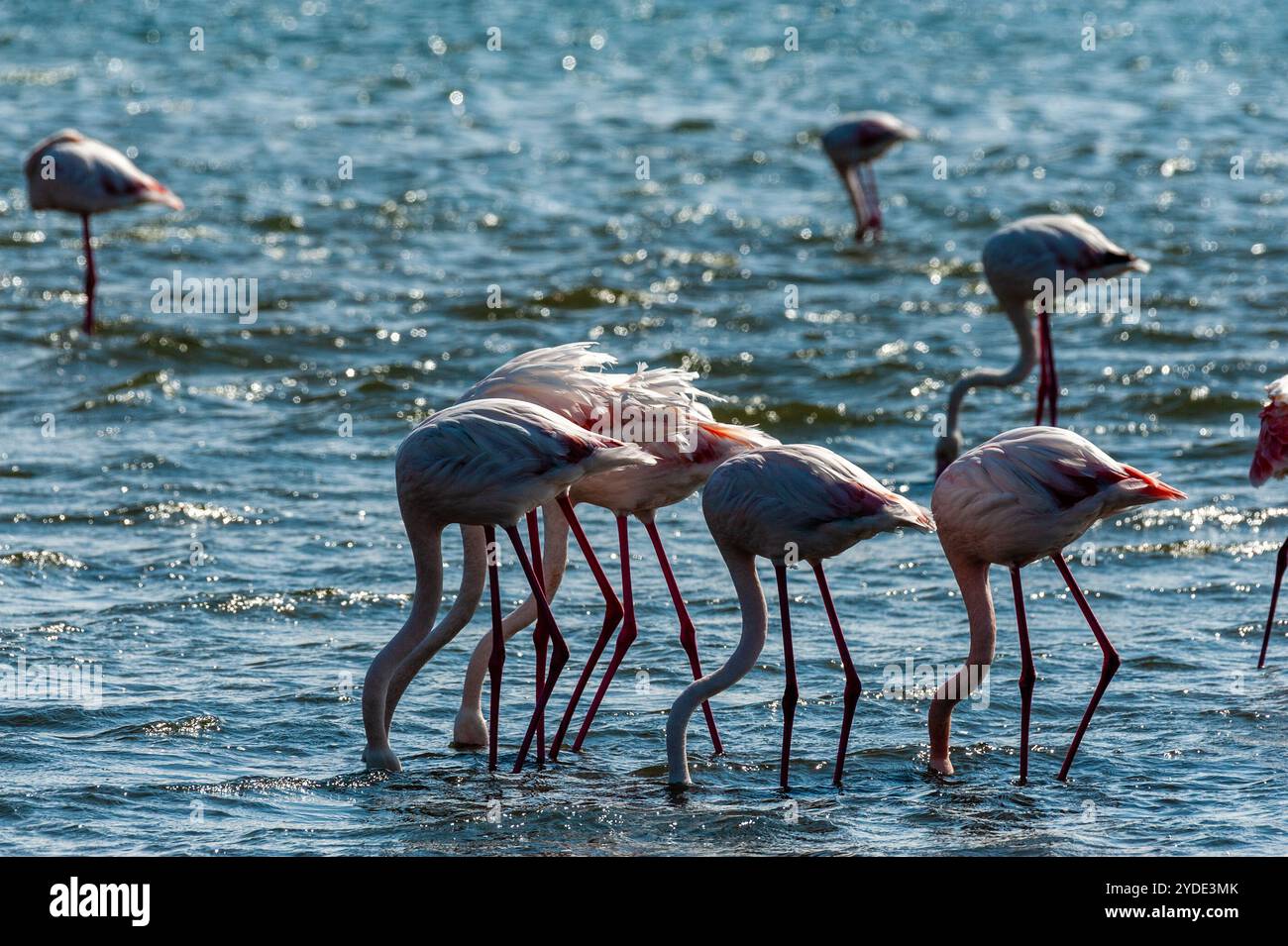 Greater Flamingos - Phoenicopterus roseus - entlang der Küste von Walvis Bay, Namibia. Stockfoto