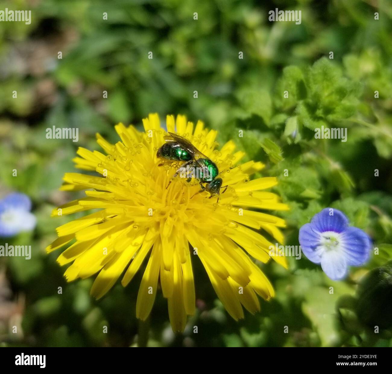 (Augochloropsis metallica) Stockfoto