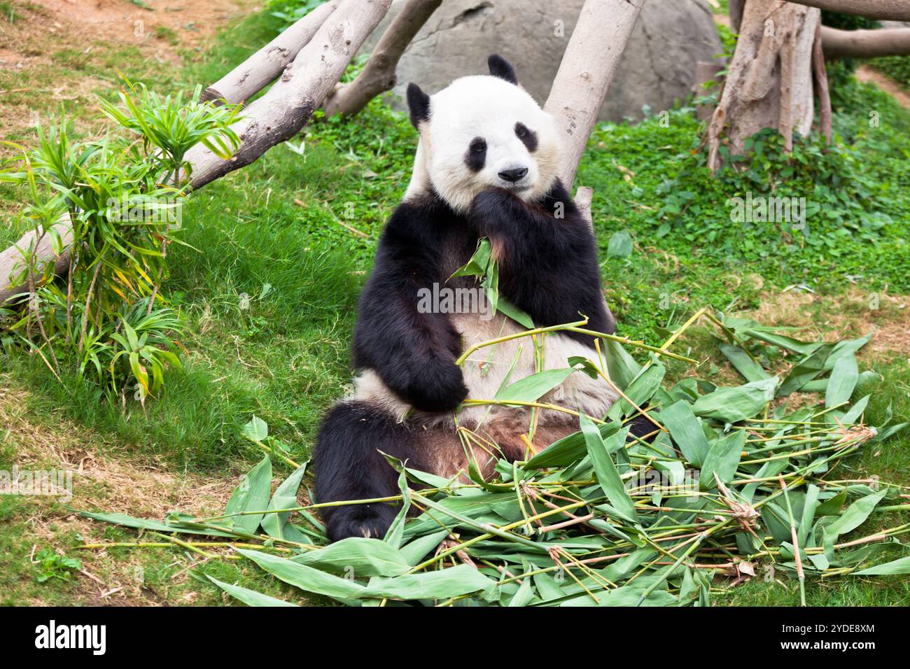 Riesiger Pandabär im Zoo Stockfoto