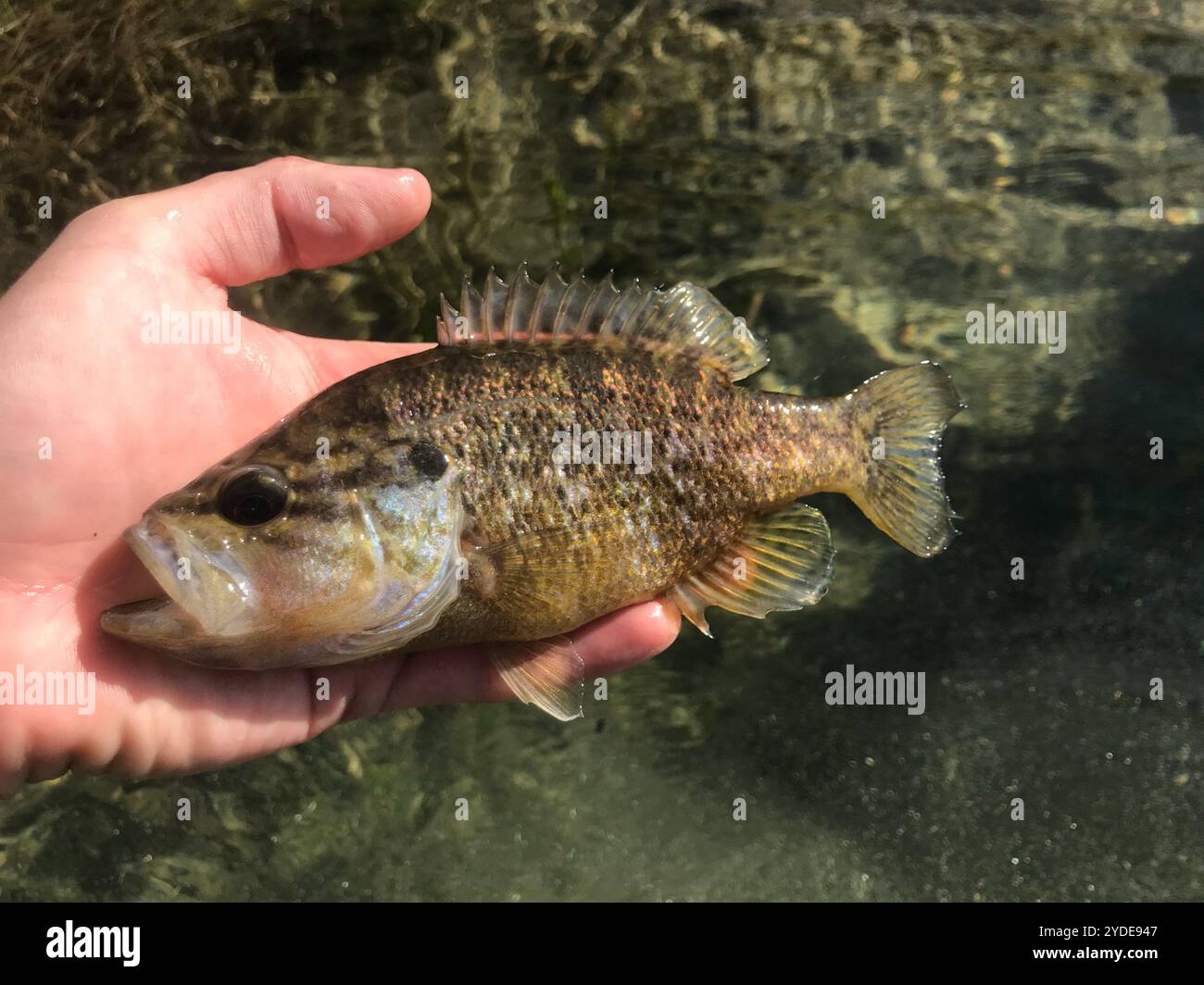 Warmouth (Lepomis gulosus) Stockfoto