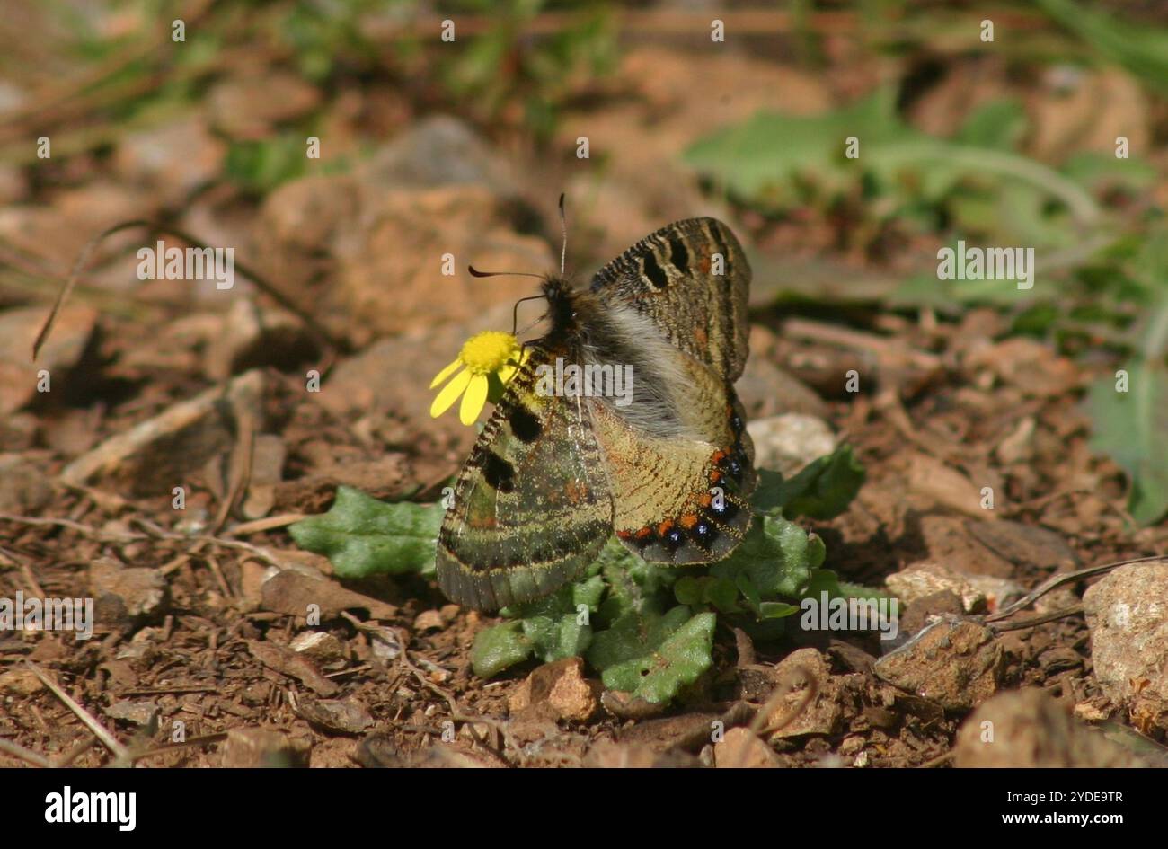 Falsche Apollo (Archon apollinus) Stockfoto