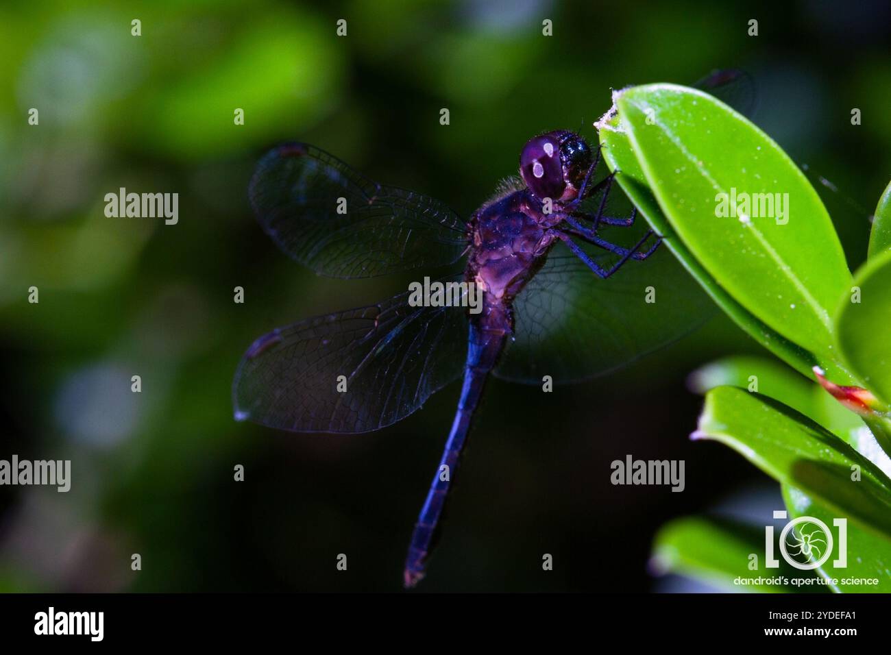 Little Blue Dragonlet (Erythrodiplax minuscula) Stockfoto