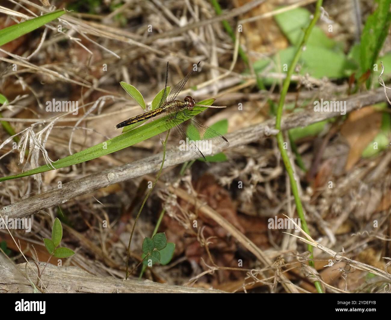 Little Blue Dragonlet (Erythrodiplax minuscula) Stockfoto