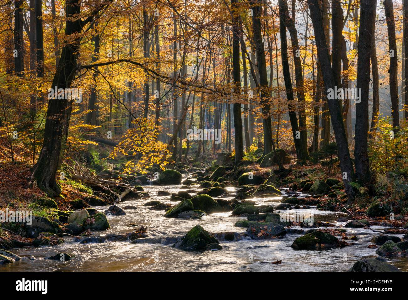 Europa Deutschland Sachsen-Anhalt Harz Oberharz: Die tief stehende Sonne scheint in das Ilsetal bei Ilsenburg *** Europa Deutschland Sachsen Anhalt Harz up Stockfoto