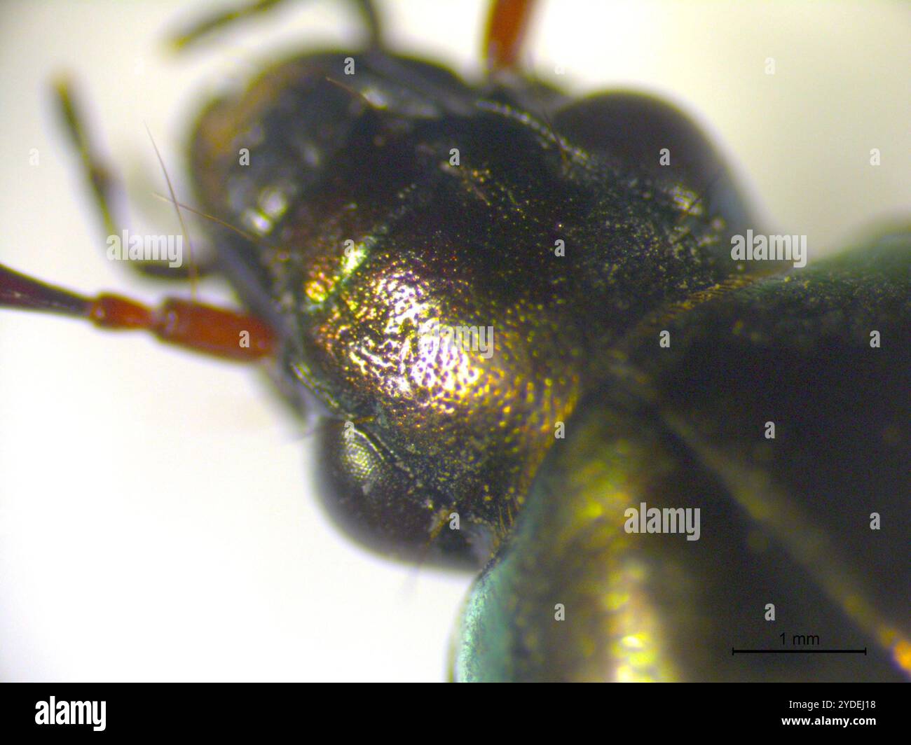 (Poecilus cupreus) Stockfoto