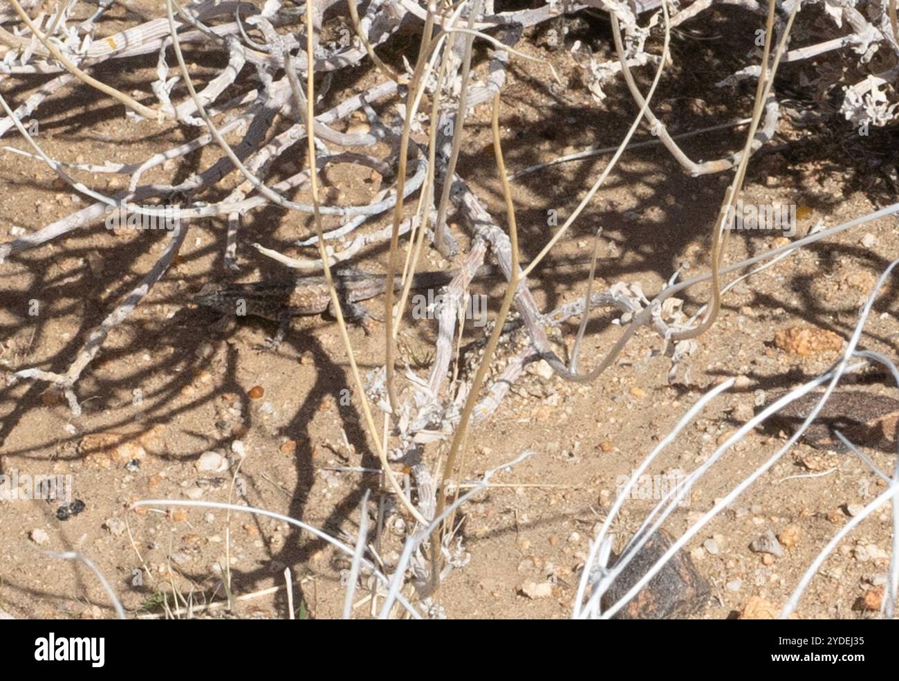 Westliche Seitenflosse (Uta stansburiana elegans) Stockfoto