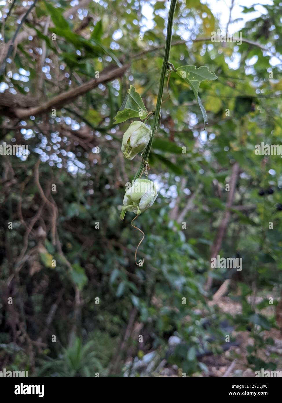 Doppelblume Passionsblume (Passiflora biflora) Stockfoto