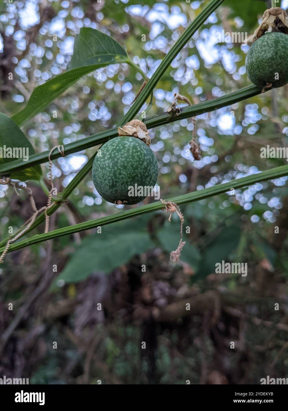Doppelblume Passionsblume (Passiflora biflora) Stockfoto