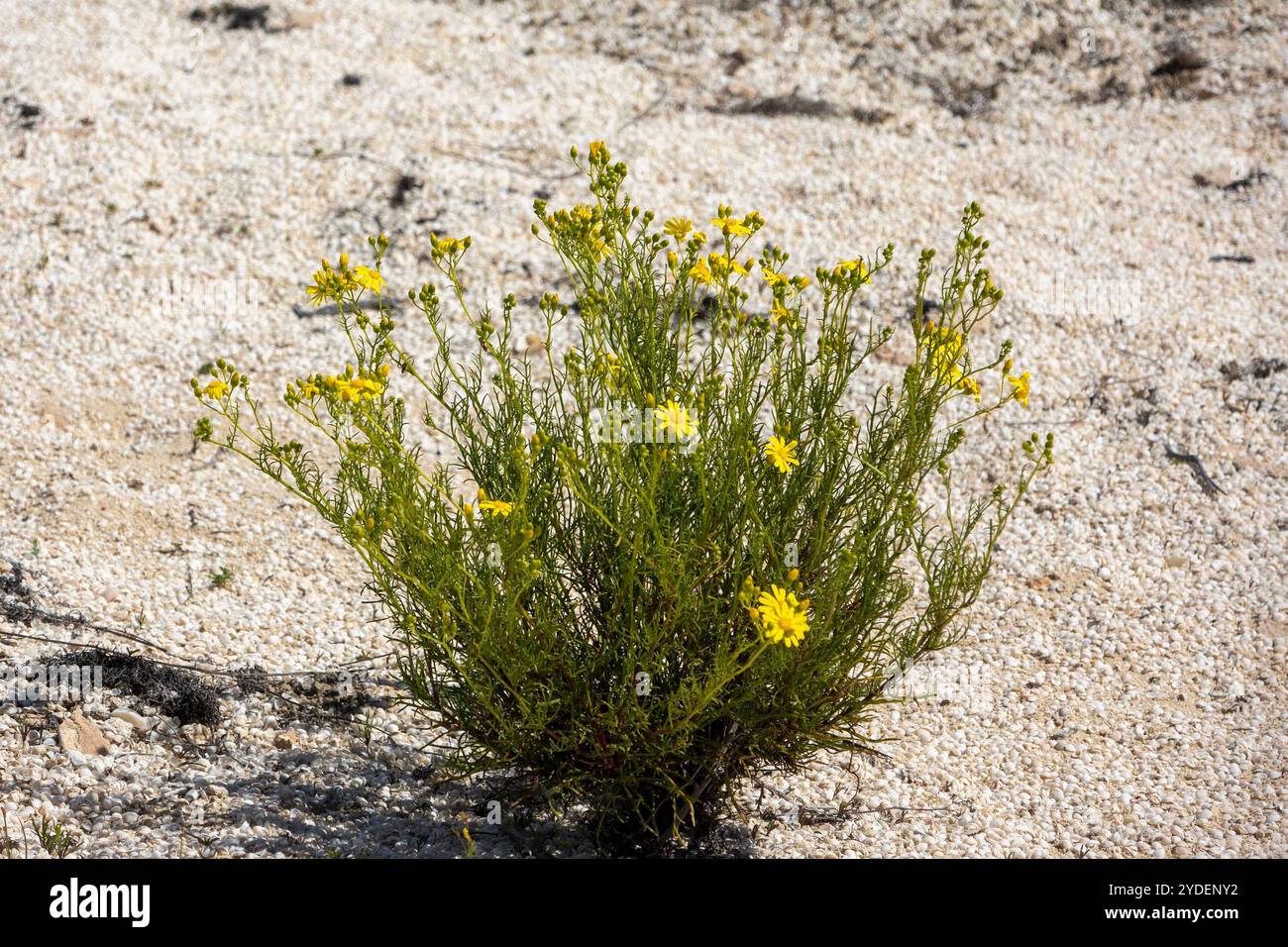 Australien Wildblumen wachsen aus dem Sand Stockfoto