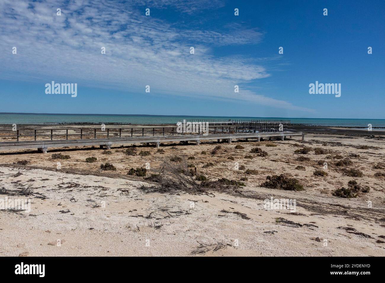 Hamelin Pool Stromatolites, Westaustralien Stockfoto