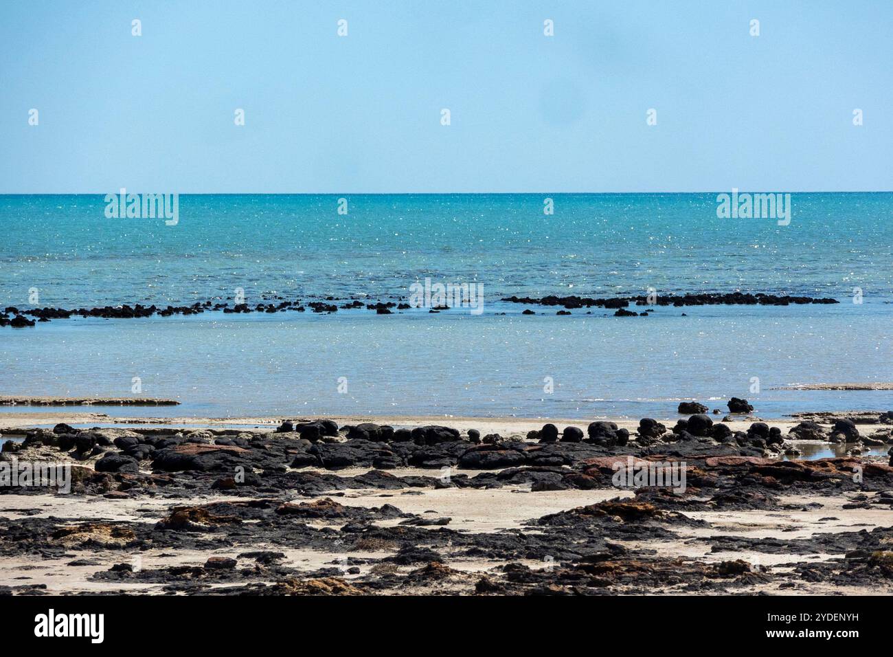 Hamelin Pool Stromatolites, Westaustralien Stockfoto