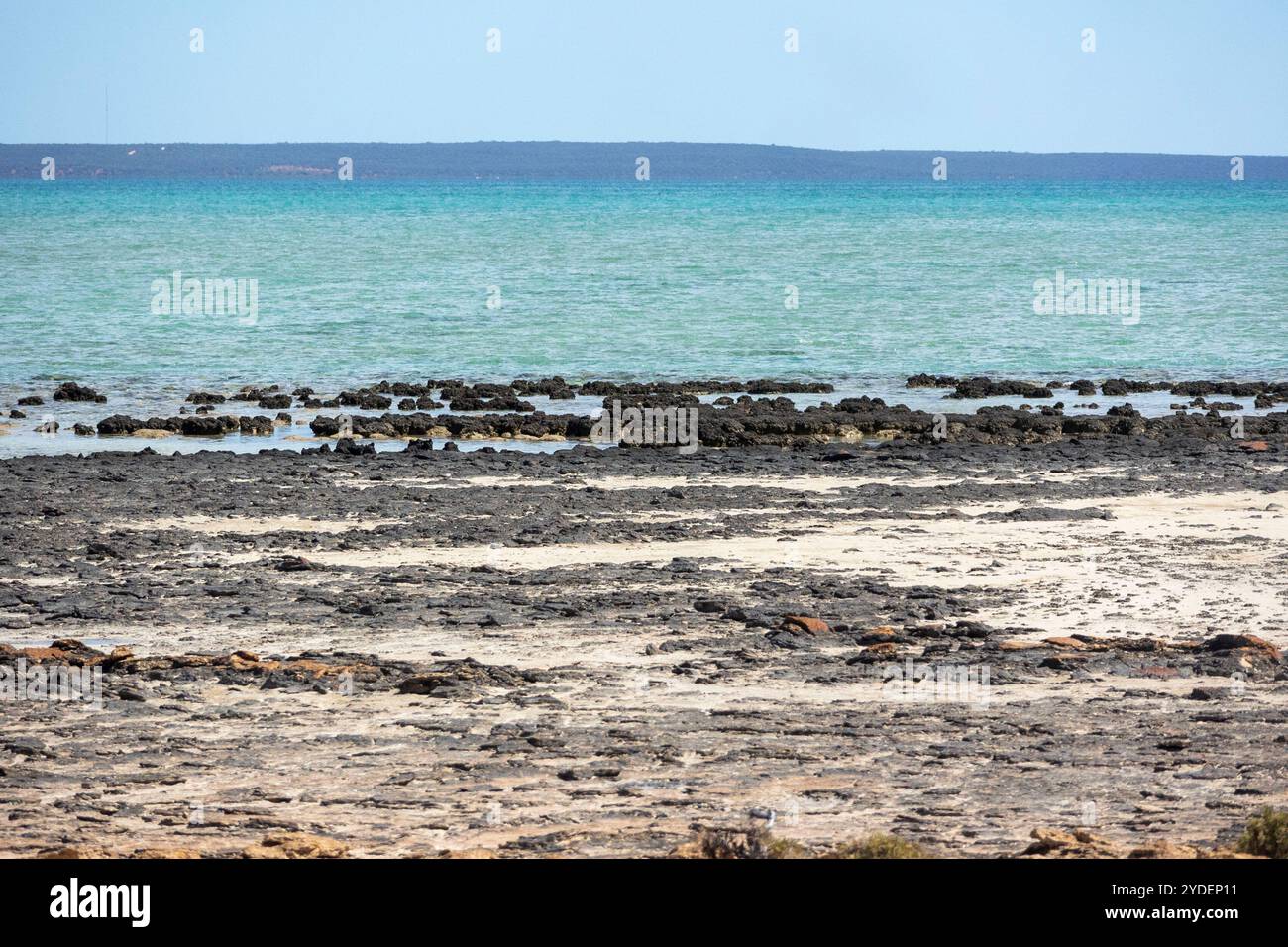 Hamelin Pool Stromatolites, Westaustralien Stockfoto