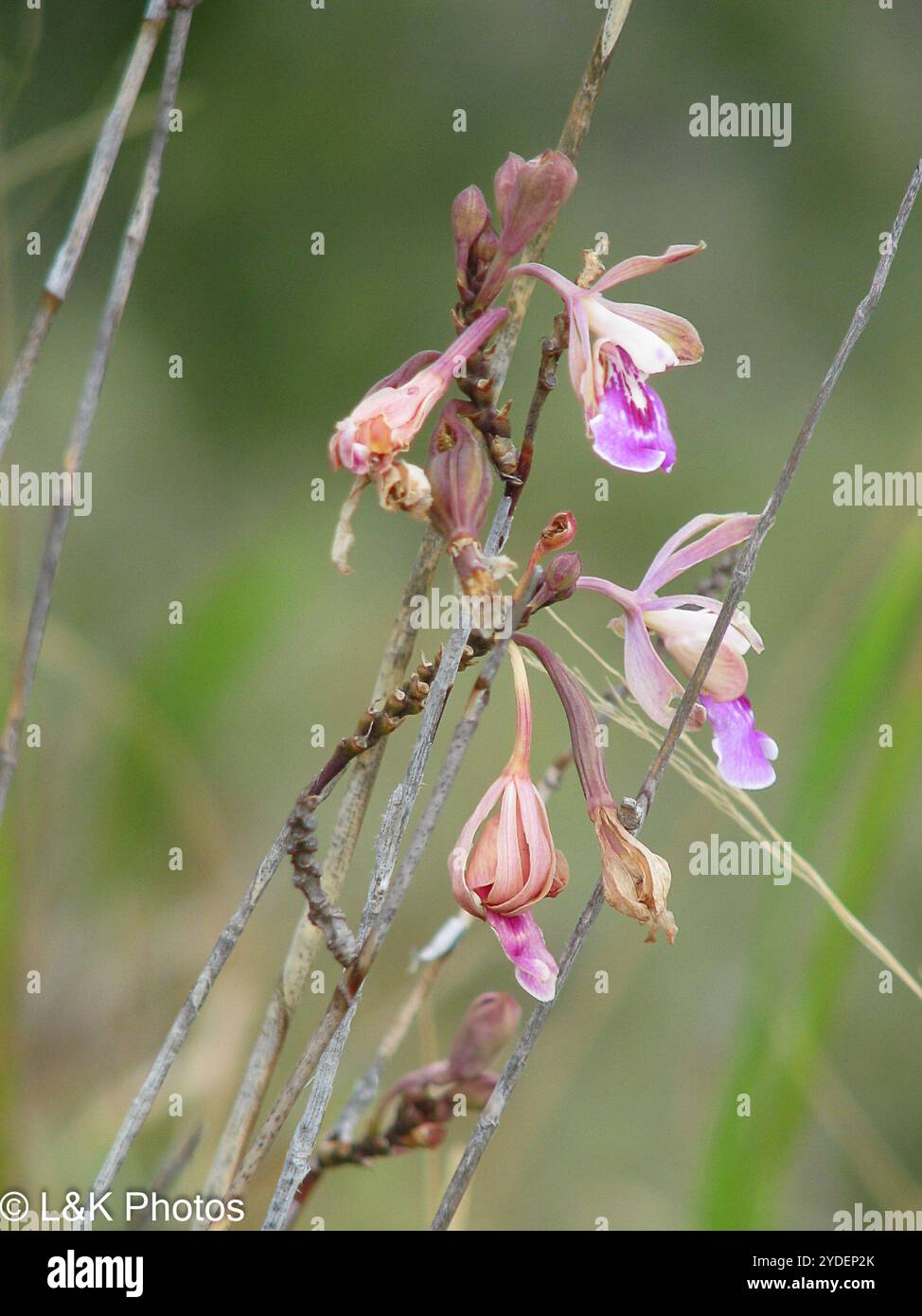 Inselpfauenorchidee (Psychilis macconnelliae) Stockfoto