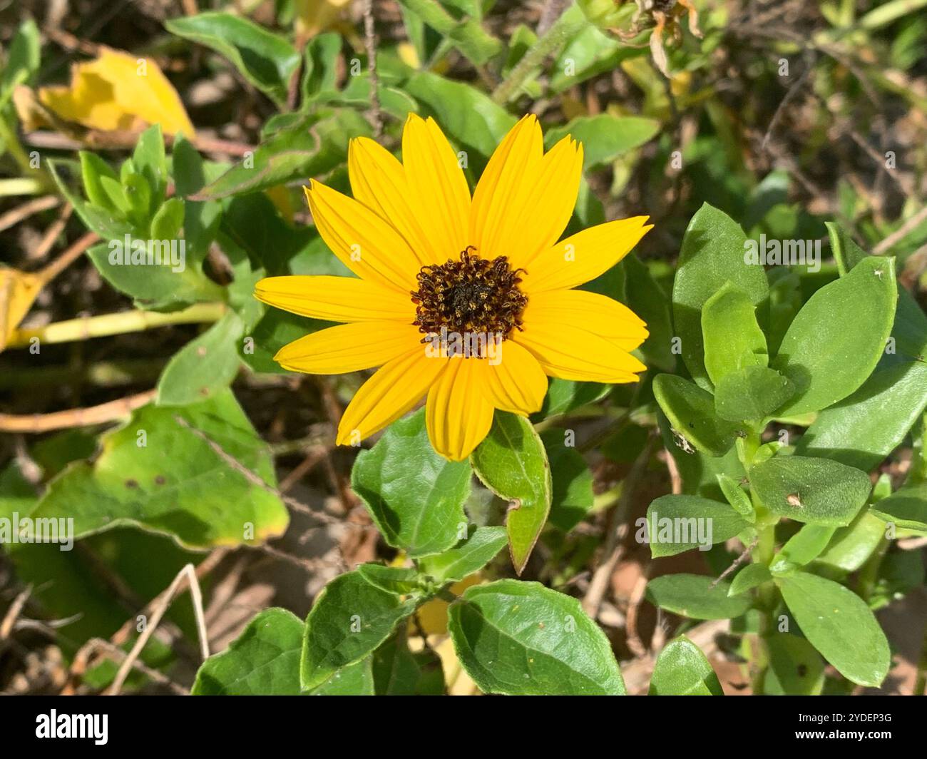Ostküste Dünen-Sonnenblumen (Helianthus debilis debilis) Stockfoto